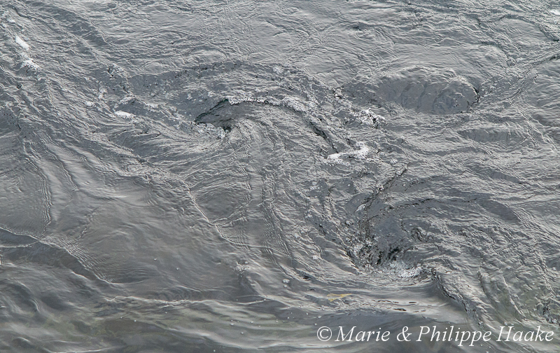 Saltstraumen 1696.jpg - Saltstraumen: considéré comme le plus grand Maelström du monde! (Norvège, juin 2012)